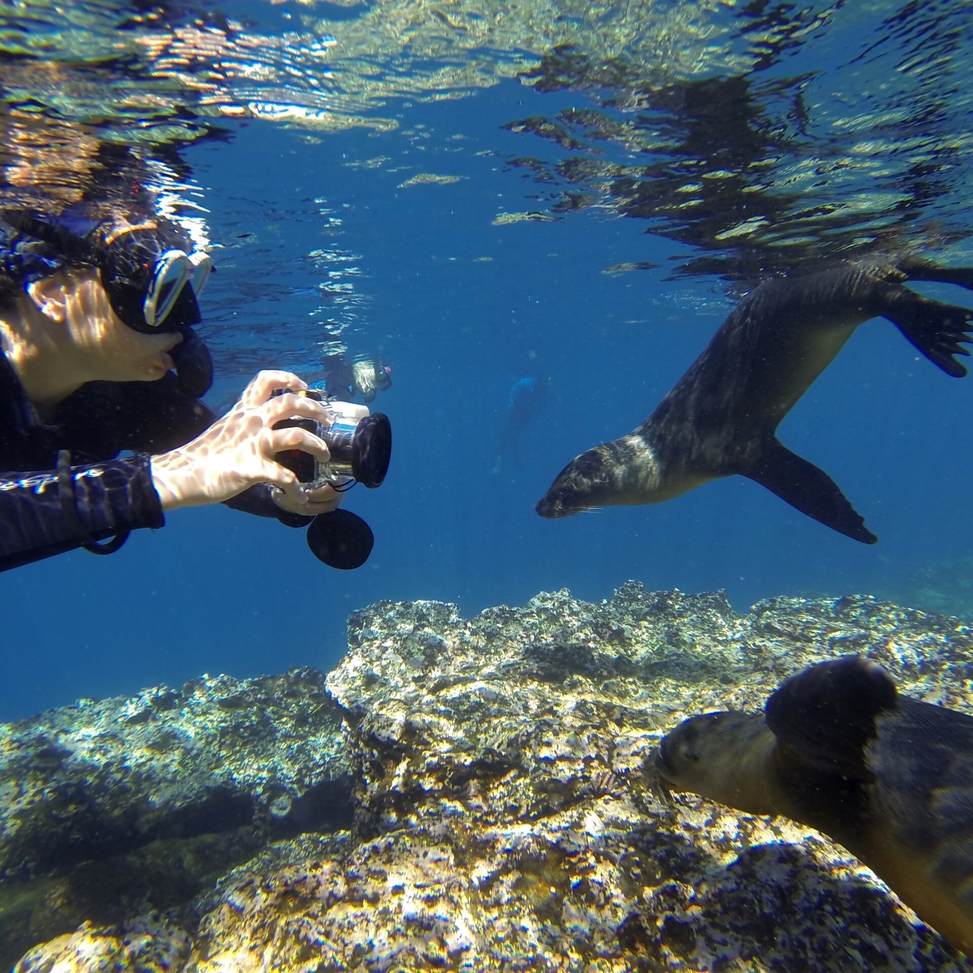 Buceo Discover: Seymour, Canal Mosquera, Plazas